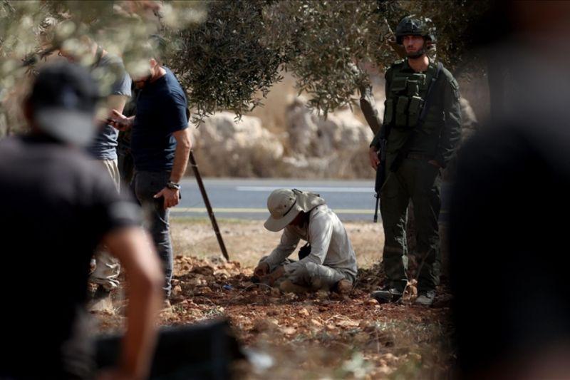 Pakar PBB Desak Israel Izinkan Petani Palestina Panen Zaitun di Tepi Barat