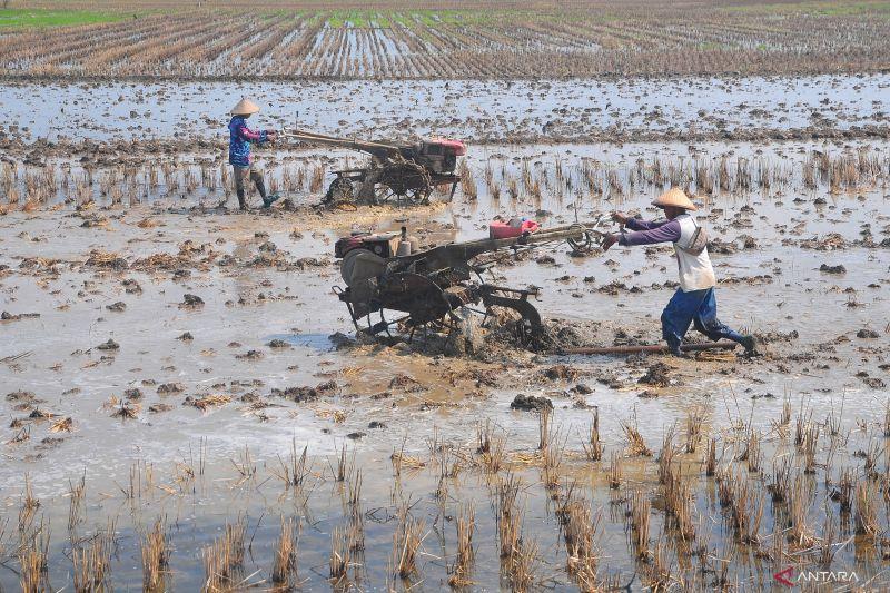 Pengamat: Pengendalian Alih Fungsi Lahan Pertanian Penting untuk Swasembada Pangan