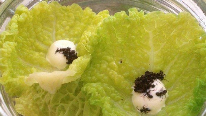Ekstrem! Hidangan Ini Menyajikan Hewan Hidup di Atas Piring