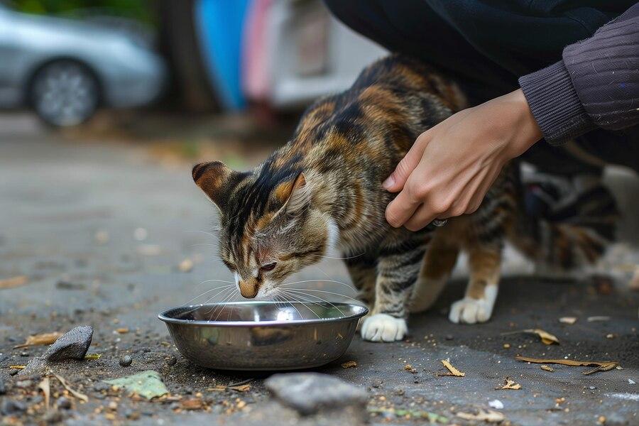 Apa Itu Street Feeding dan Mengapa Penting untuk Dilakukan?