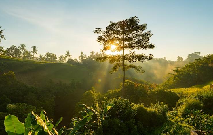 5 Cerpen Tentang Alam yang Memukau