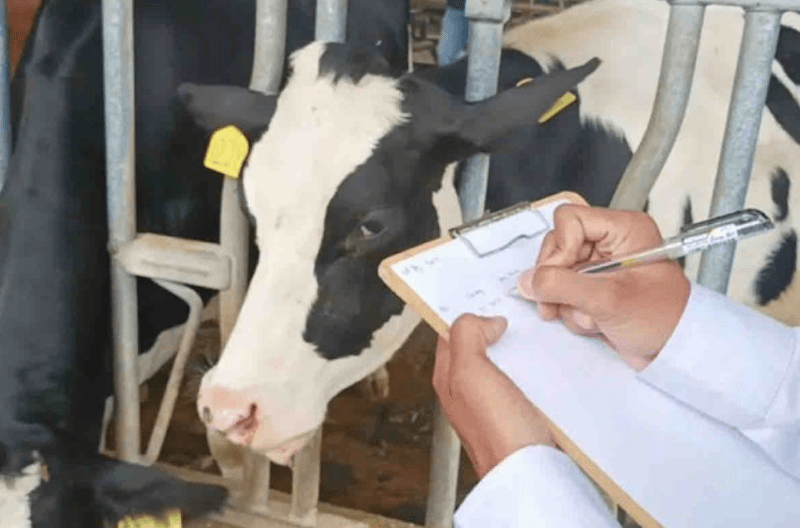 Kementan Tegaskan Tak Ada Rencana Impor Susu dari Vietnam