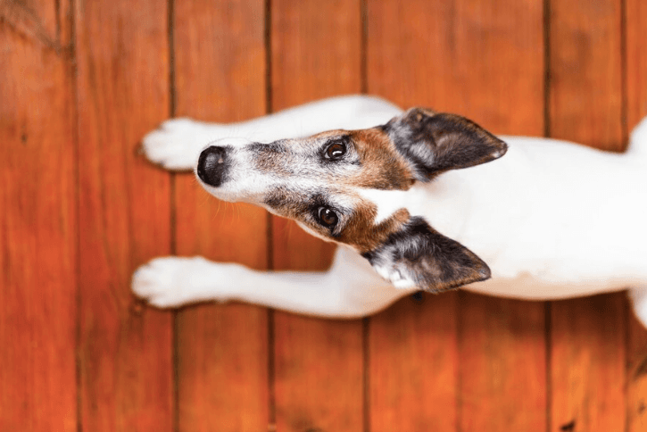 27 Arti Mimpi Kaki Digigit Anjing: Pertanda dan Maknanya