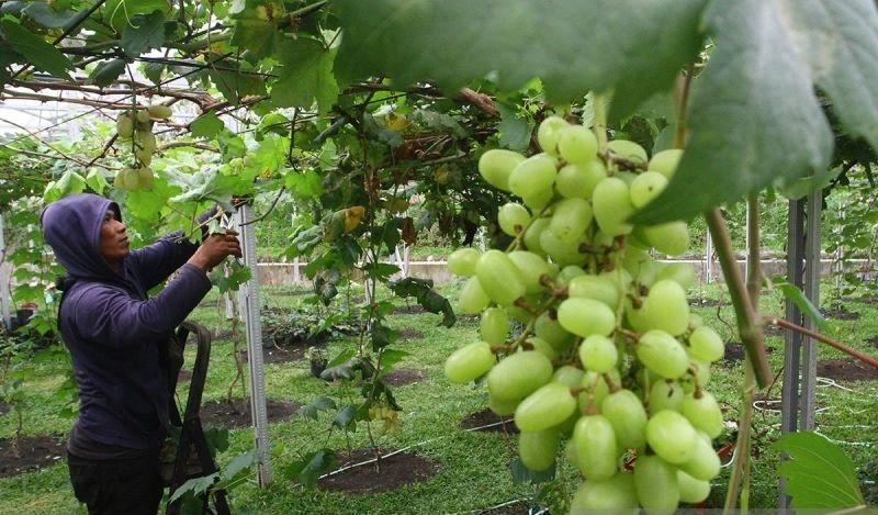 Kandungan Residu Pestisida pada Anggur Muscat Diinvestigasi Bapanas