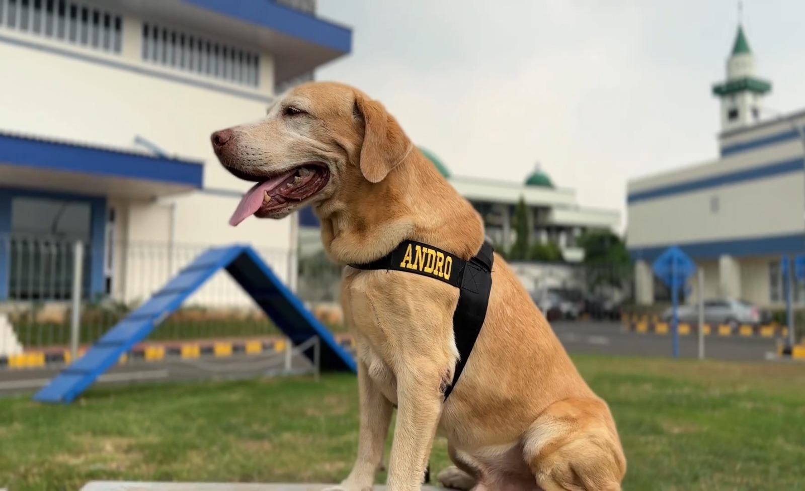 Mengenal Andro, Veteran Anjing DJBC Pelacak Narkotika Seberat 2,6 Ton