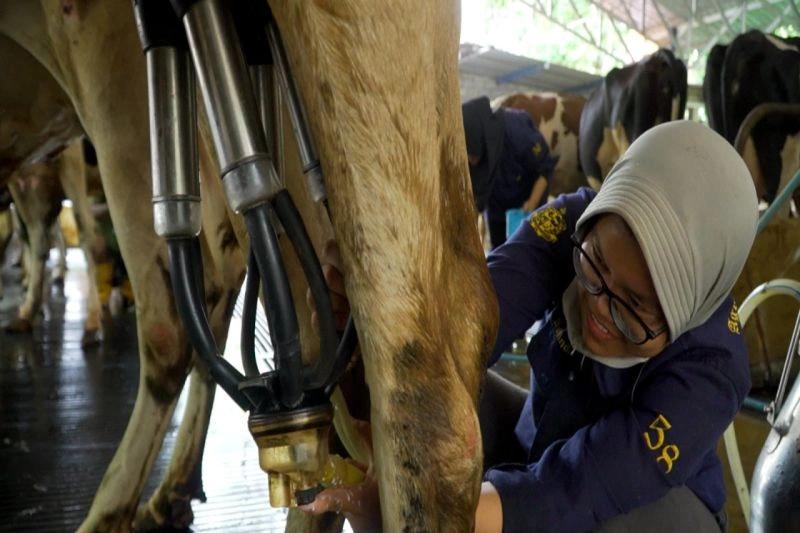 Industri Pengolahan Serap Produksi Susu dari 2.984 Ekor Sapi Peternak Sleman