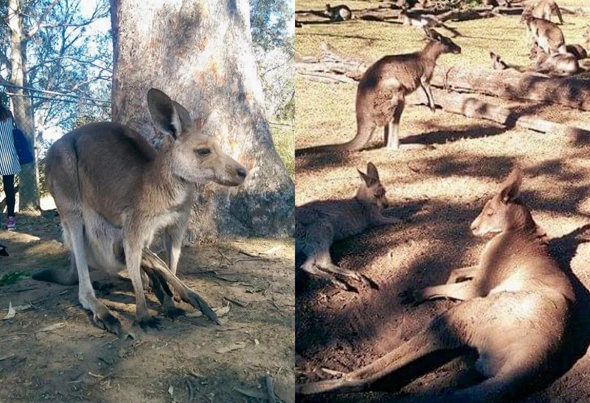 Fakta Unik Kanguru, Hewan Berkantung dari Australia