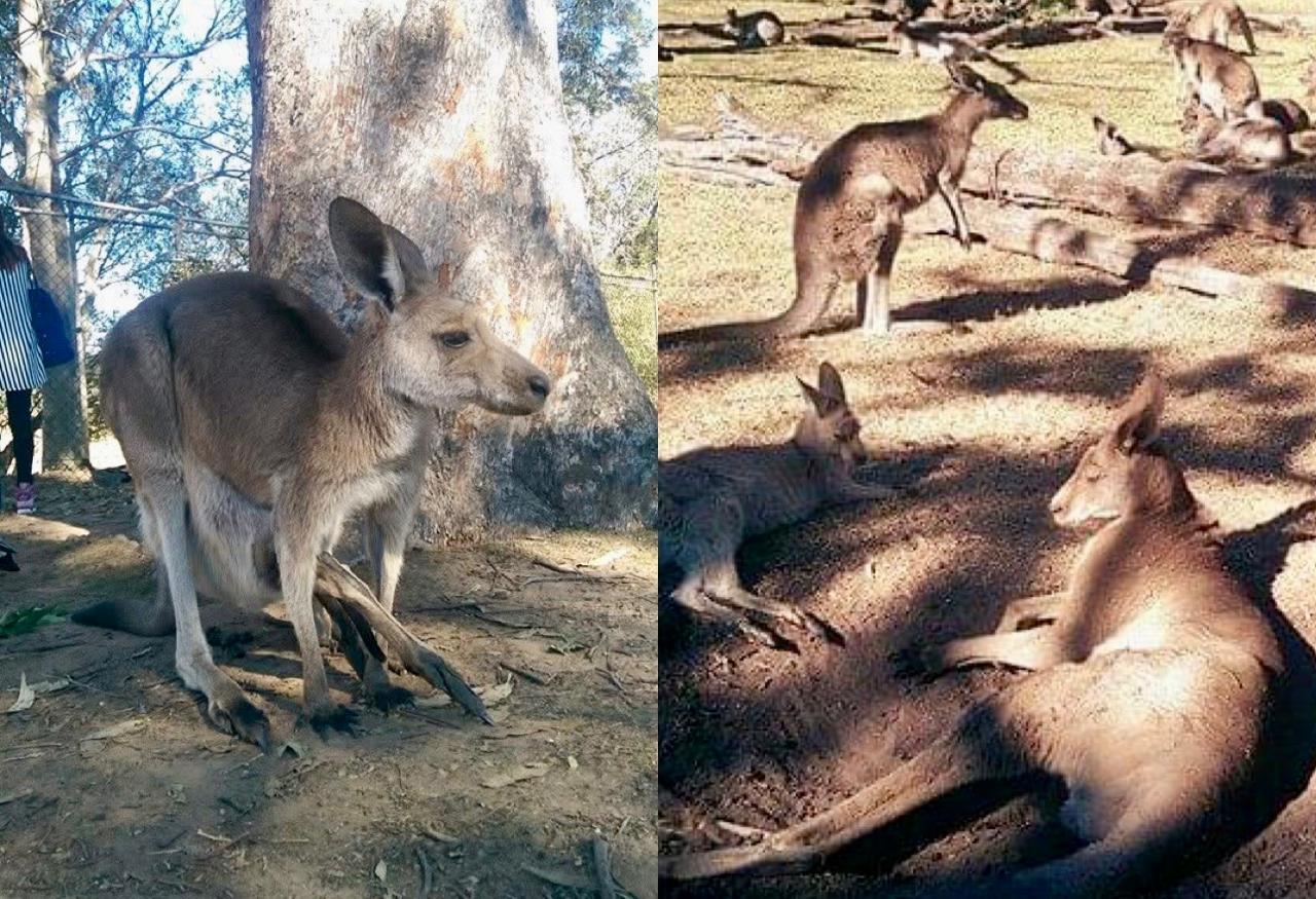 Fakta Unik Kanguru, Hewan Berkantung dari Australia