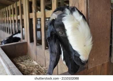 Manfaat Susu Kambing Etawa Bagi Kesehatan