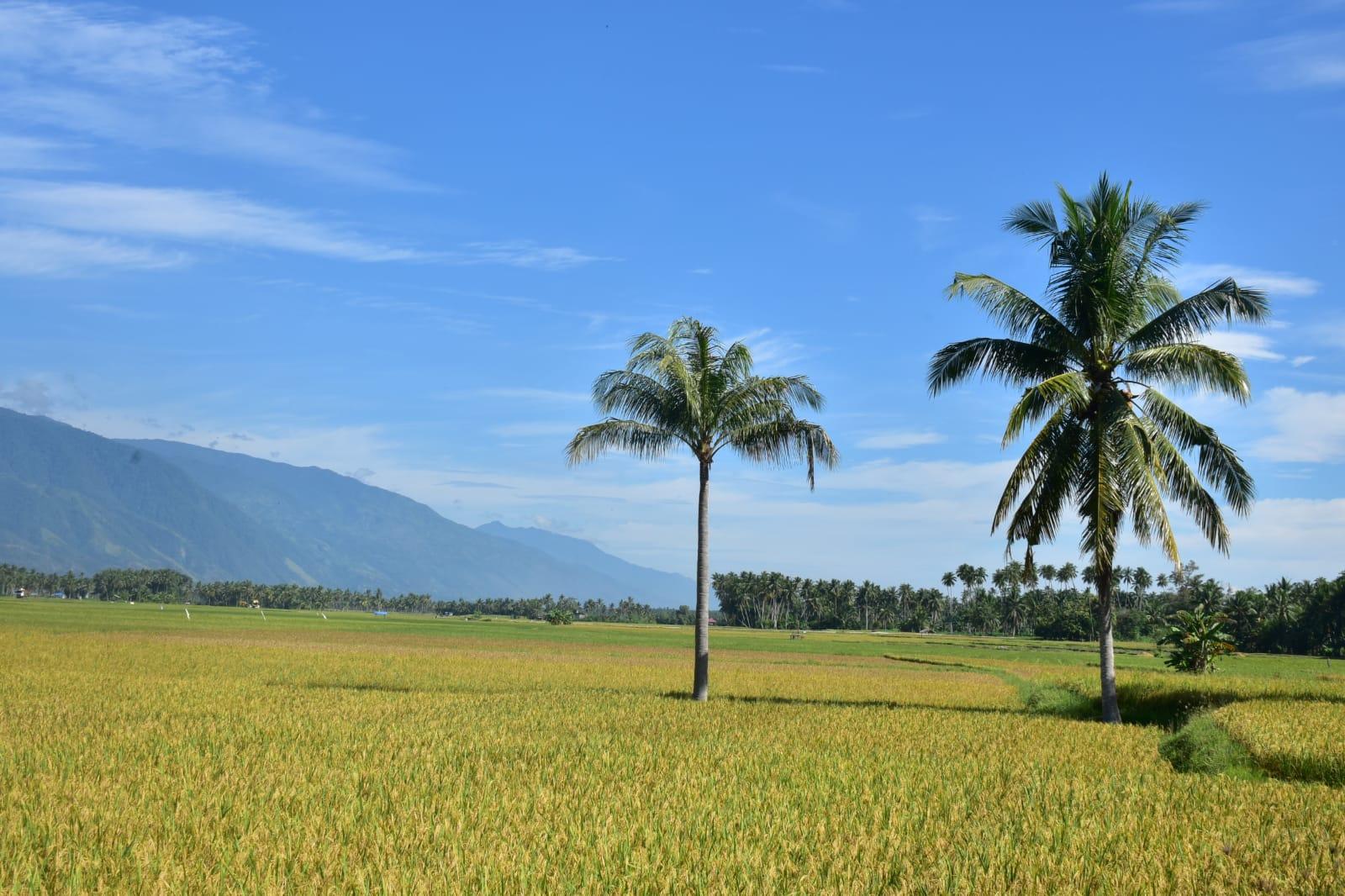 Anomali Deflasi Beras di Tengah El Nino dan Kekeringan: Produksi November 2024 Lampaui Ekspektasi