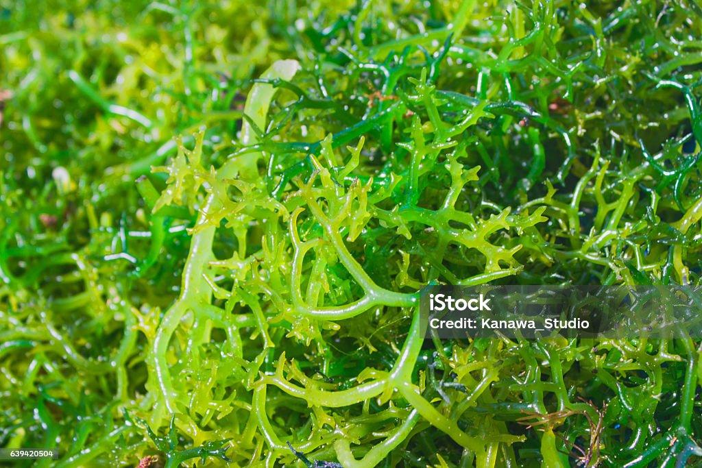 Ini Jenis dan Manfaat Rumput Laut Bagi Kesehatan