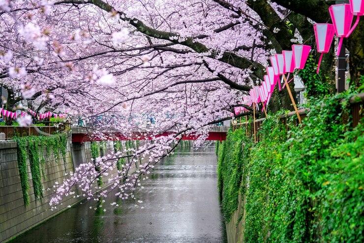 5 Tempat Terbaik untuk Melihat Bunga Sakura di Jepang