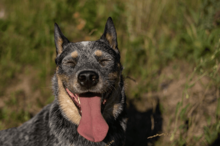 27 Arti Mimpi Terkena Air Liur Anjing, Pertanda Baik atau Buruk?