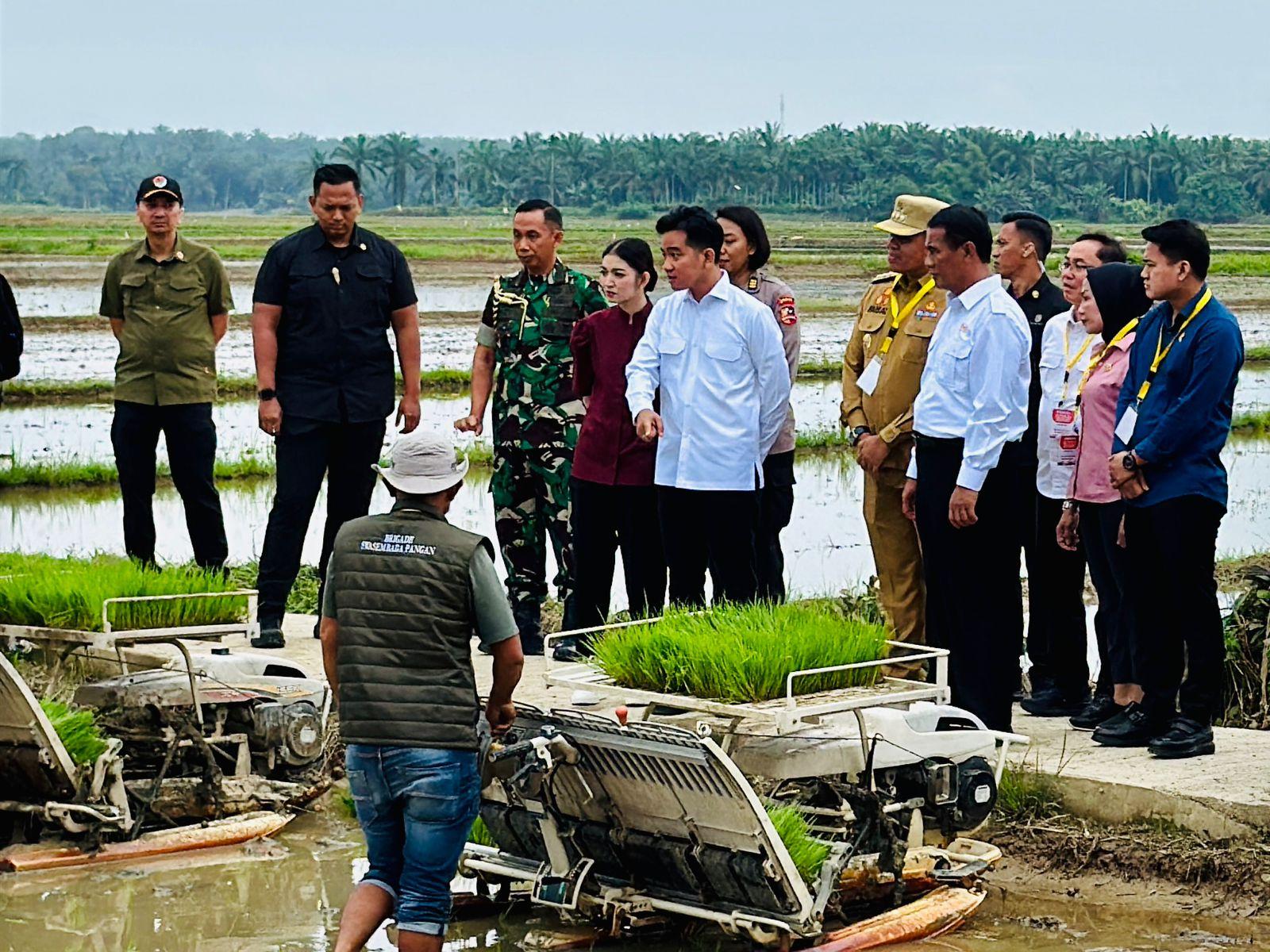 Dukung Ketahanan Pangan, Wapres Gibran Didampingi Mentan Amran Tanam Padi di Langkat