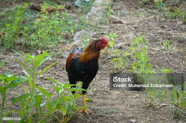 Cepat Empuk, Ini Trik Merebus Ayam Kampung dalam 14 Menit