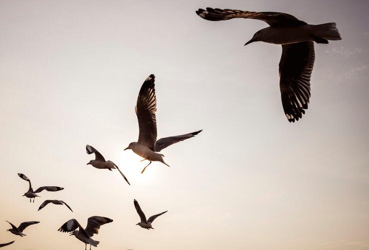 5 Cara Menangkap Burung Perkutut di Malam Hari dengan Aman