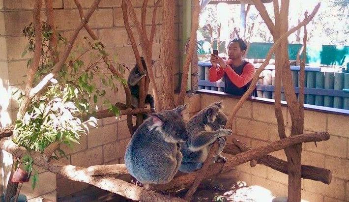Melihat Koala Menggemaskan di Lone Pine Koala Sanctuary Brisbane