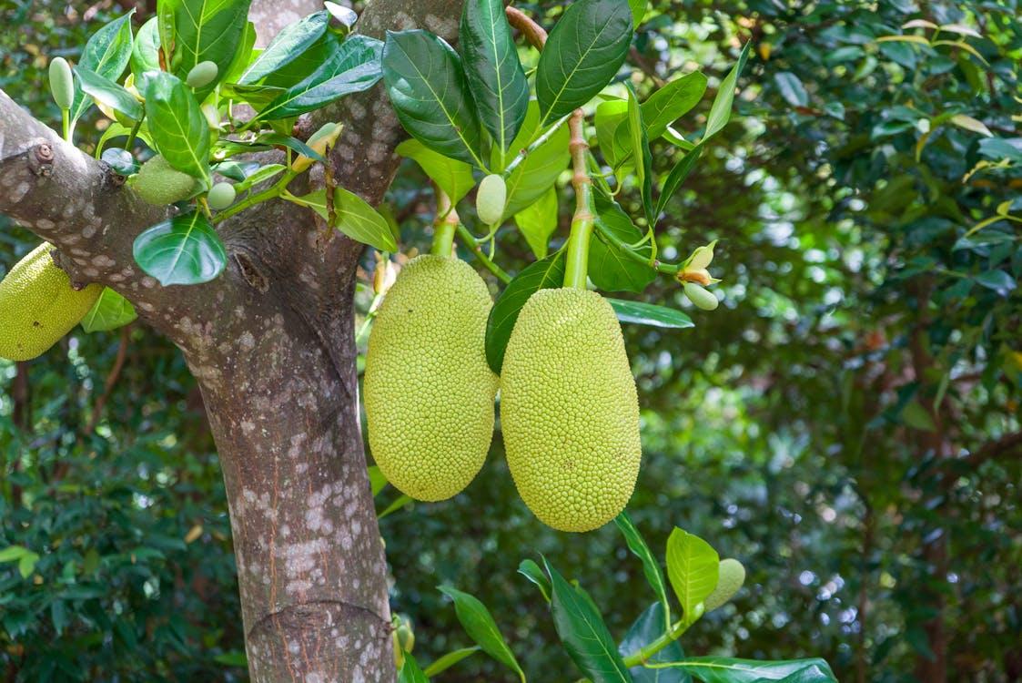 5 Perbedaan Cempedak dan Nangka yang Perlu Kamu Tahu