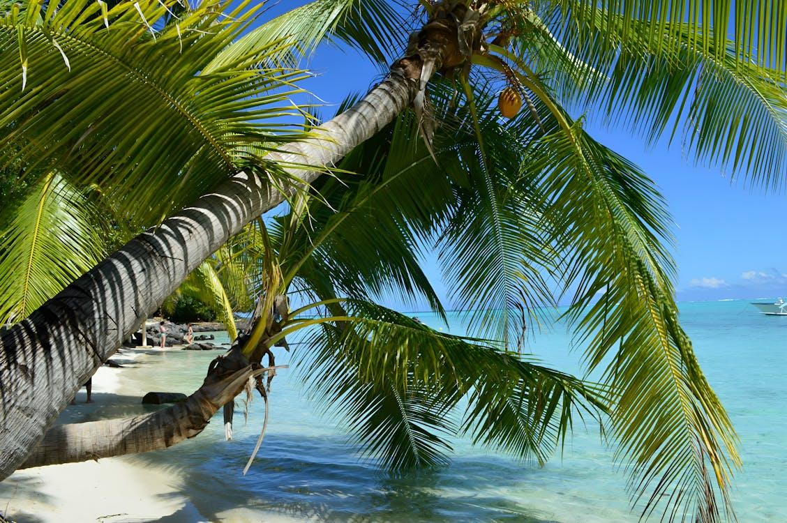 Waktu Terbaik untuk Mengunjungi Bora Bora