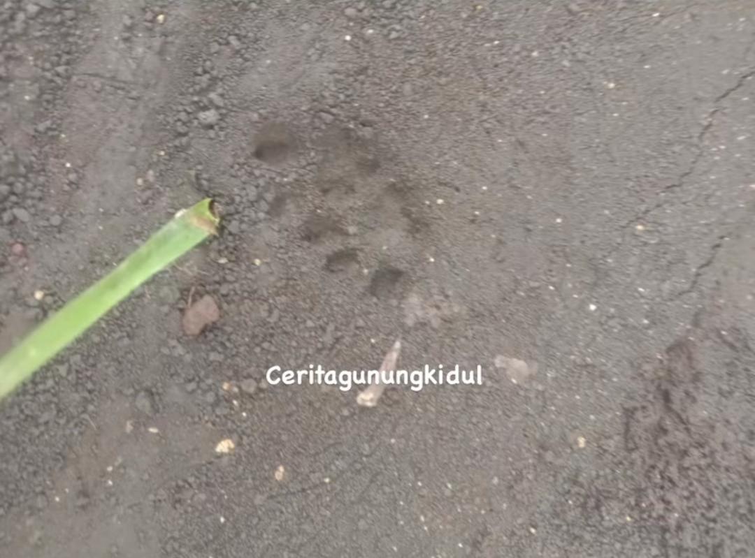 Geger! Penemuan Jejak Macan di Gunungkidul, BKSDA Lakukan Identifikasi