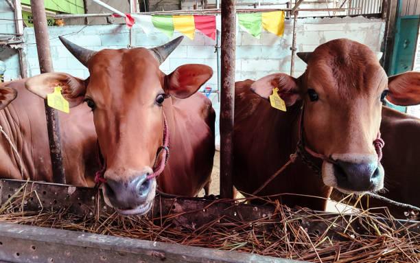Komisi IV Ingatkan Pemerintah agar Impor Sapi Tak Rugikan Peternak Lokal