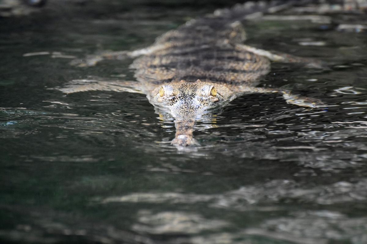 Lagi Asik Berenang, Bocah 7 Tahun Tewas Diterkam Buaya di Pantai Maluku