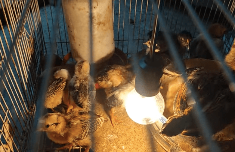 Kapan dan Berapa Lama Anak Ayam Butuh Lampu? Ini Penjelasannya!