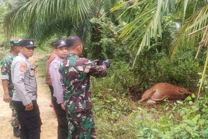 3 Sapi di Aceh Timur Mati Dimangsa Harimau Sumatra