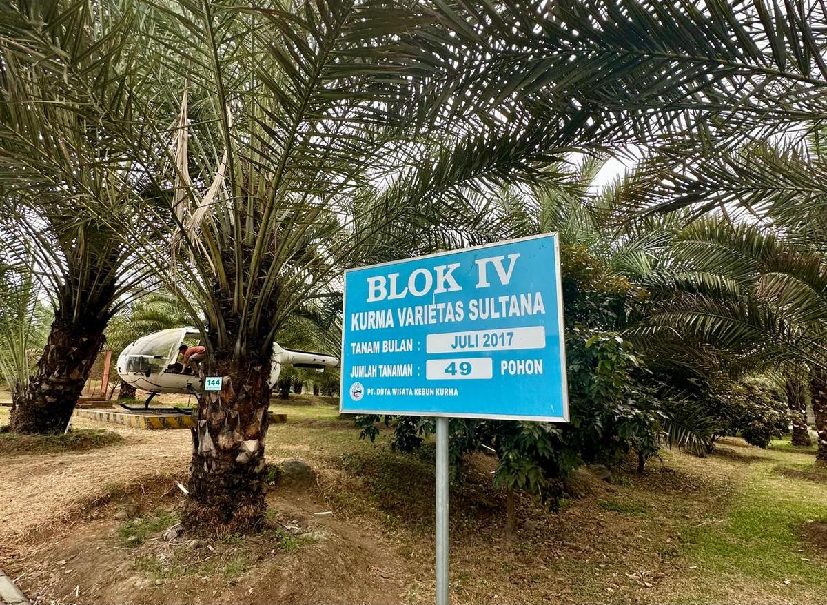 Wisata Kebun Kurma di Kurma Park Pasuruan Jawa Timur