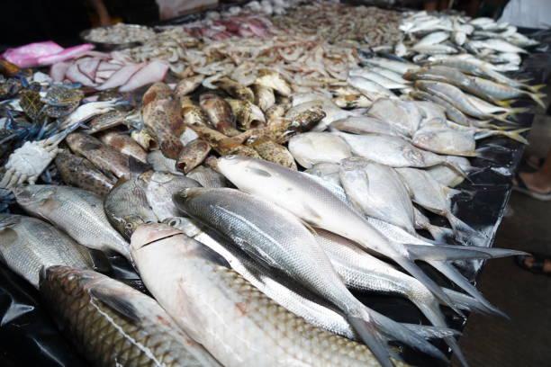 Komisi IV Dorong Penggunaan Ikan Sebagai Lauk Utama dalam Program MBG