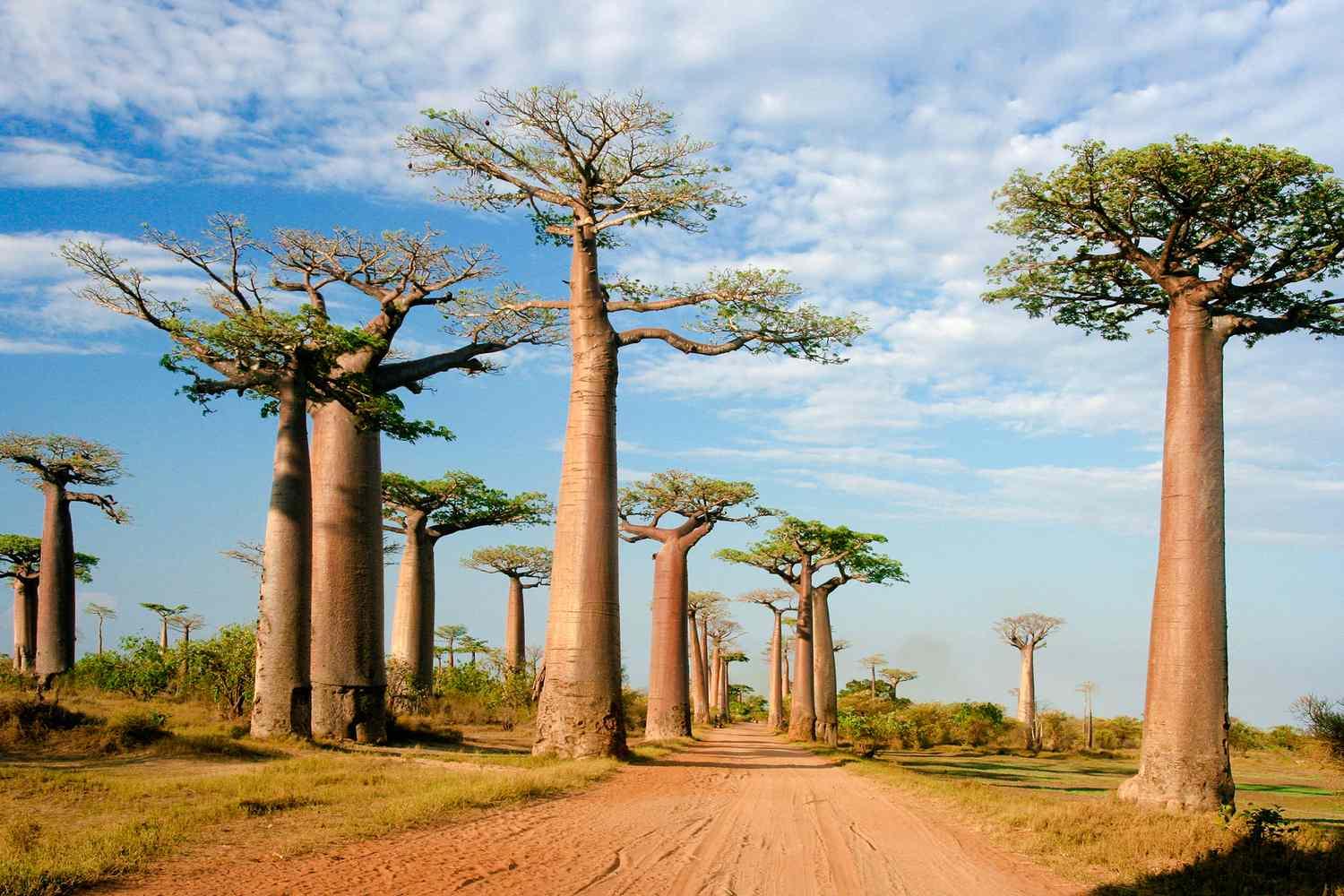 10 Tempat Menakjubkan di Madagascar untuk Petualangan yang Tak Terlupakan