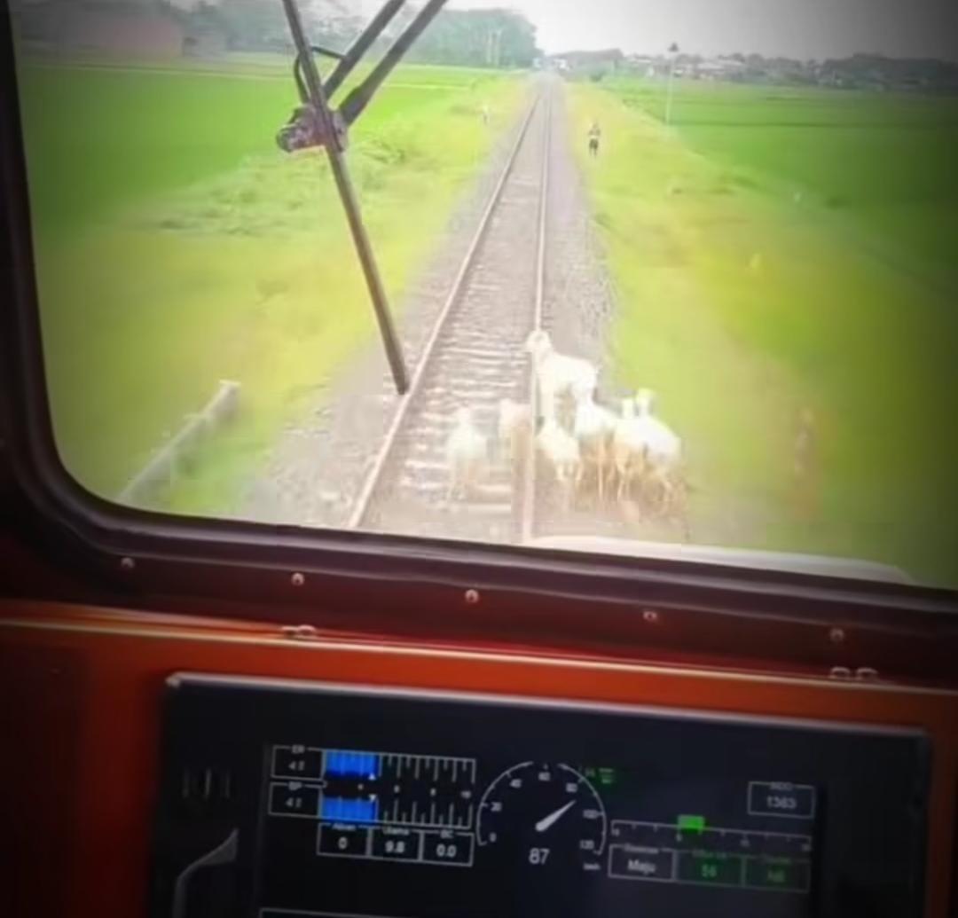 7 Ekor Kambing Mati Tertabrak Kereta Cepat Solo-Wonogiri saat Uji Coba
