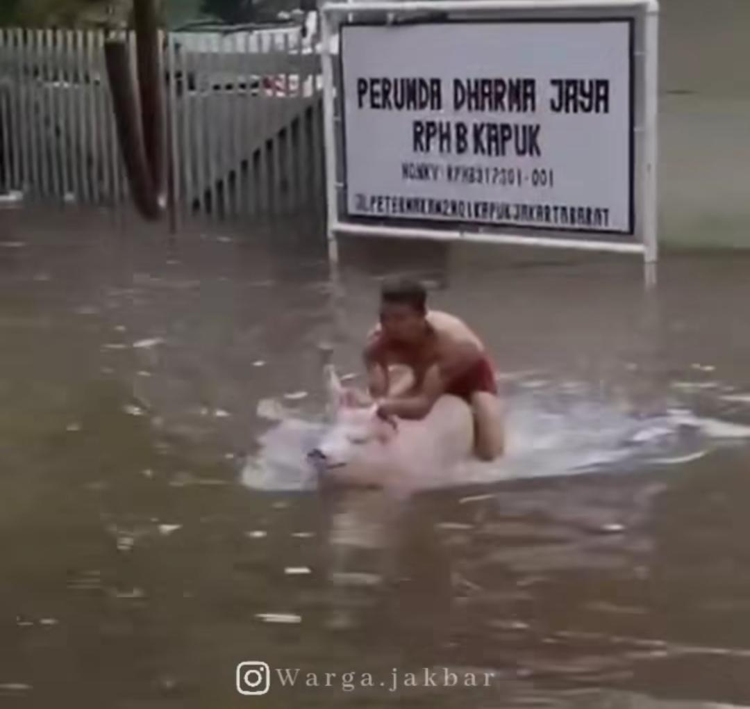 Aksi Pria Naik Babi di Tengah Banjir Jakbar, Diduga Selamatkan Hewan Ternak