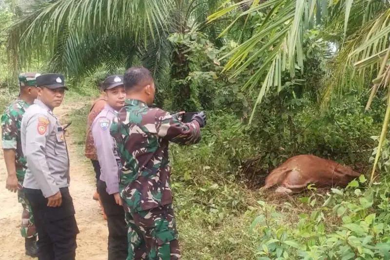 Terjadi Lagi! 2 Sapi Dimangsa Harimau di Aceh Timur