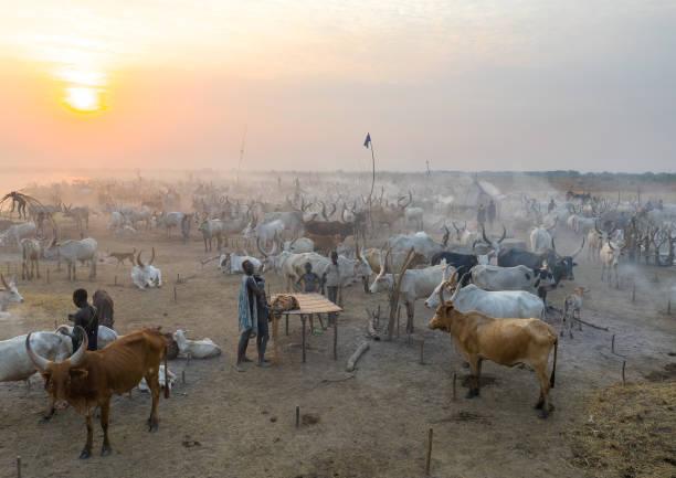 Serangan di Sudan Selatan Tewaskan 35 Orang, Belasan Ribu Sapi Hilang