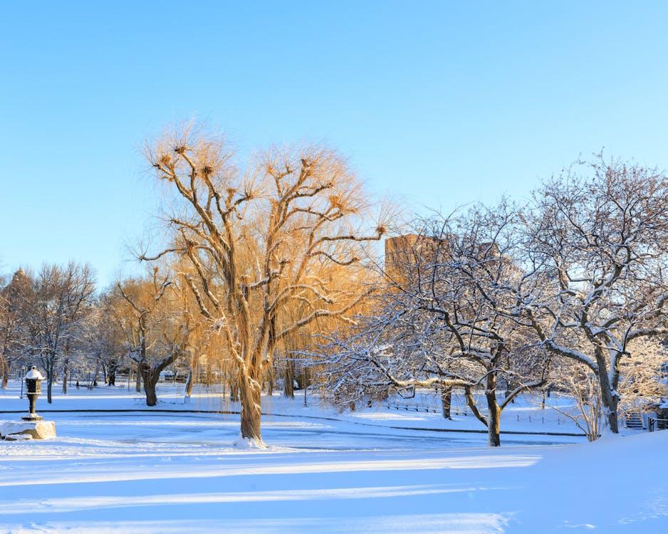Boston, Kota Musim Dingin Paling Indah di Dunia
