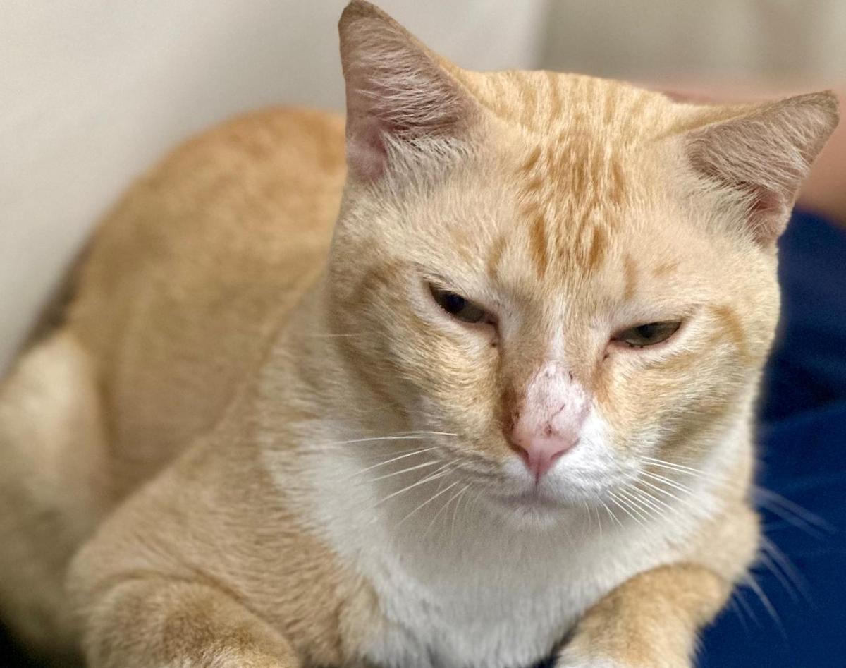 Ternyata Ini Alasan Kucing Peliharaan, Sering Bawa Hewan Mati ke Pemiliknya