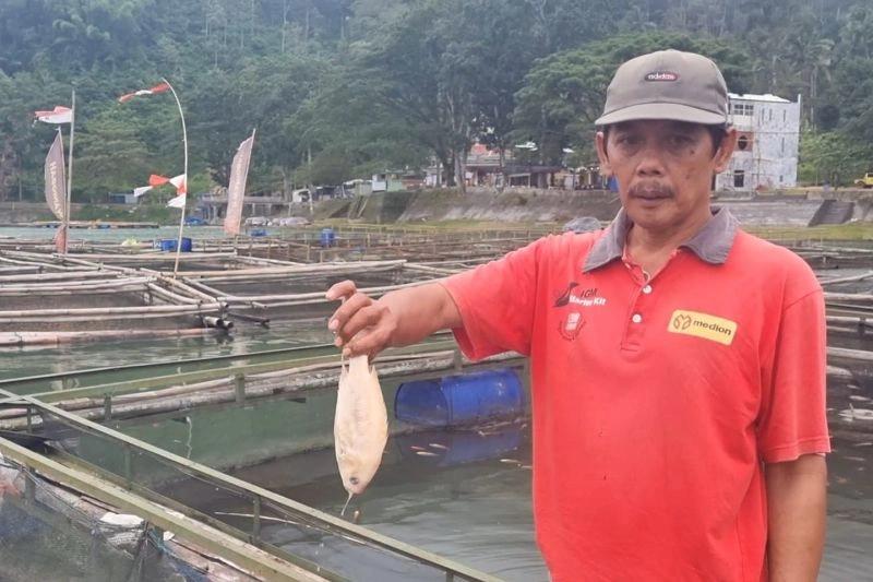 Ribuan Ikan Keramba Mati Mendadak Buntut Perubahan Suhu Air Telaga Ngebel