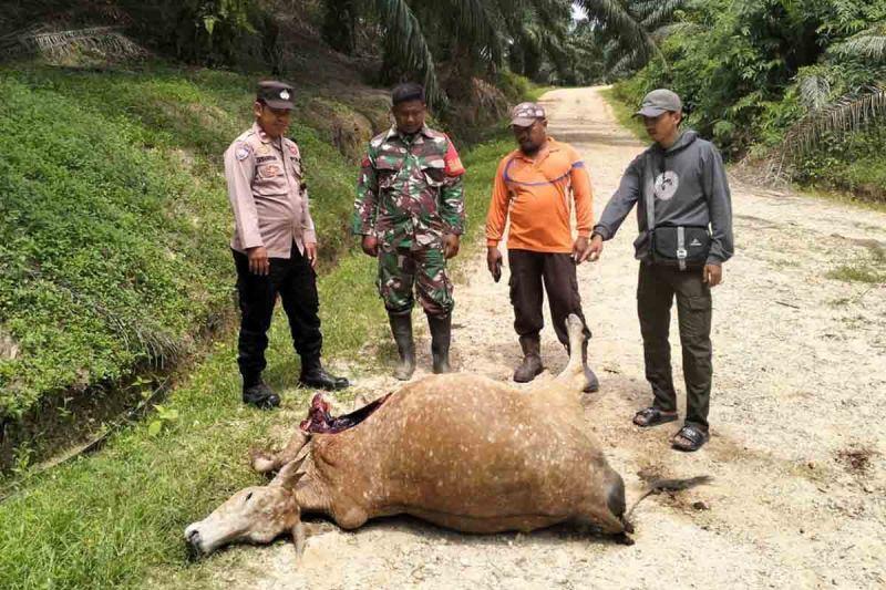 Lagi-lagi, Sapi Warga di Aceh Timur Mati Dimangsa Harimau