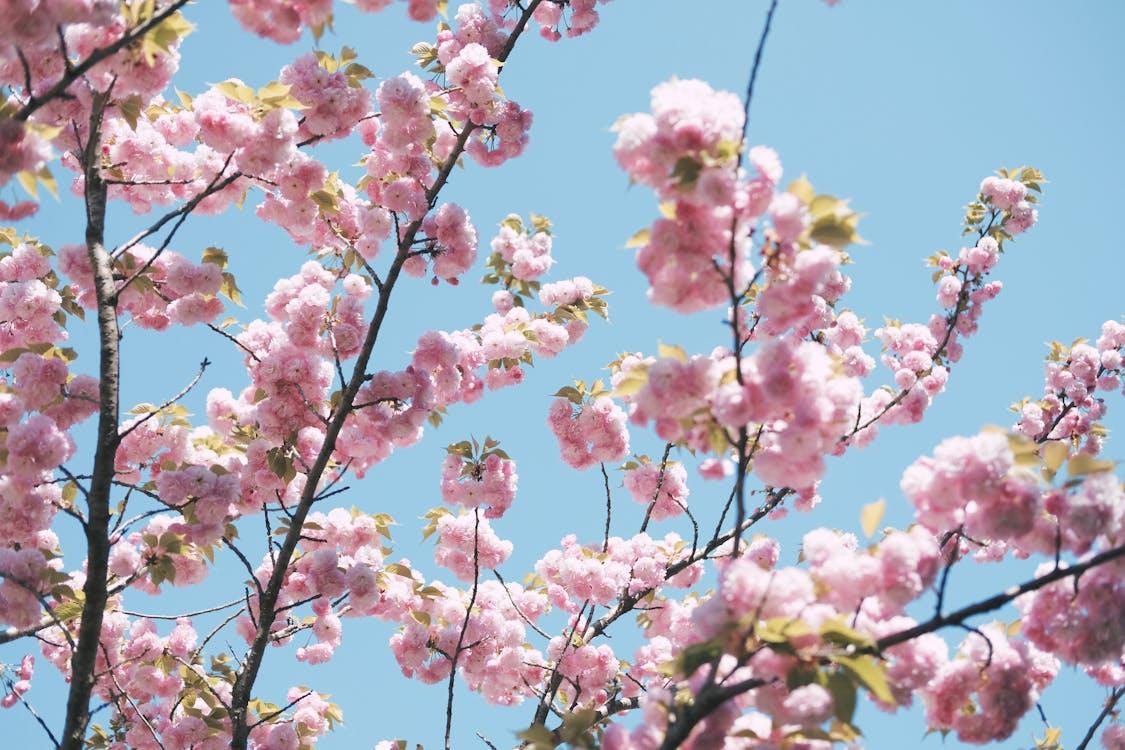 9 Destinasi Terbaik untuk Menikmati Bunga Sakura di 2025