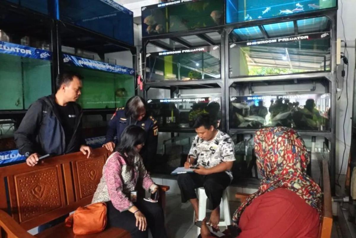 KPKP Jakarta Sidak Pedagang Ikan Predator di Kramat Jati