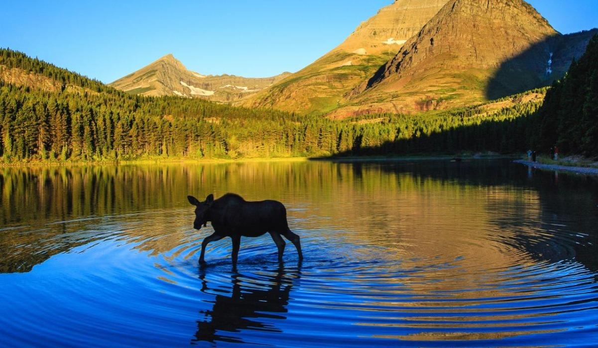 Montana, Destinasi Paling Hening di Amerika Serikat