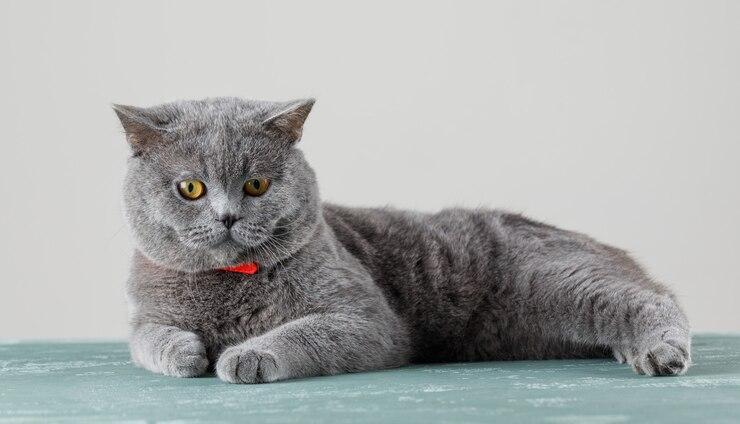 13 Jenis Kucing Paling Ramah yang Cocok untuk Peliharaan