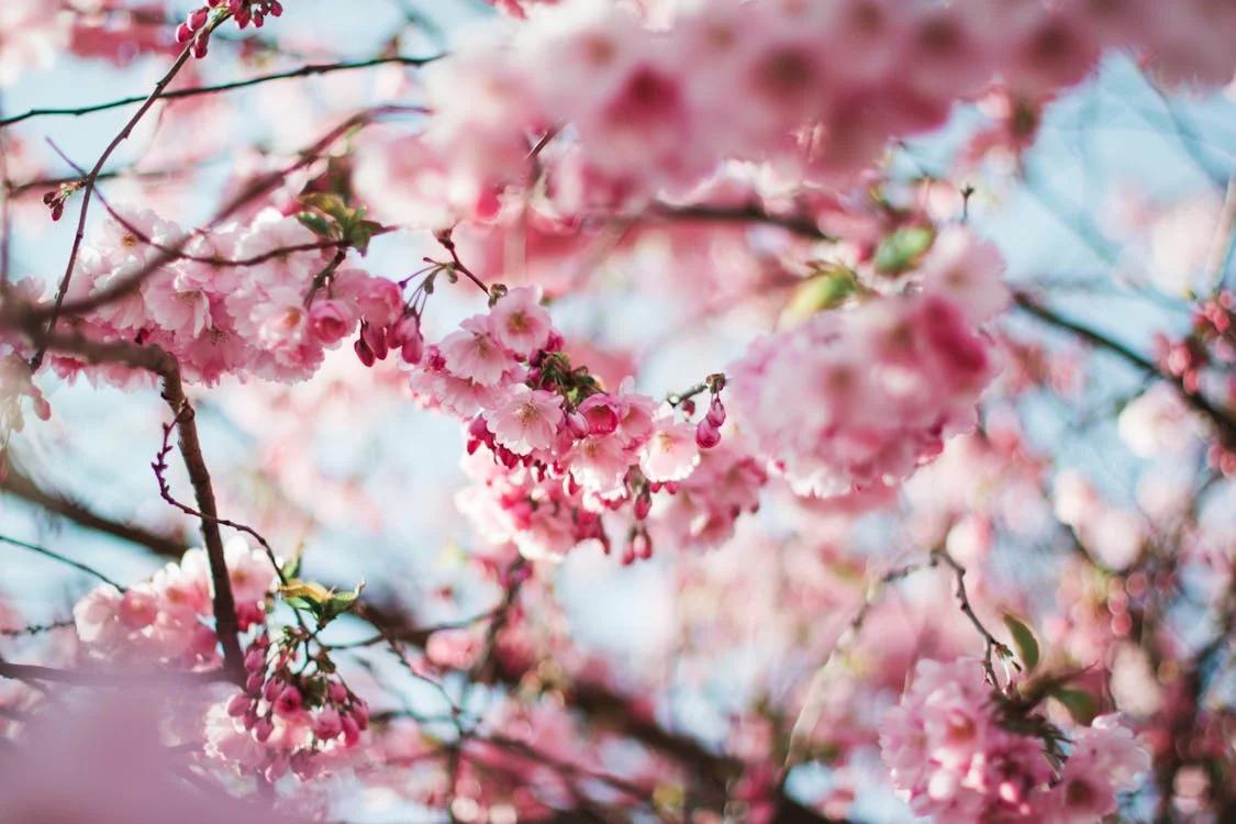 6 Tempat Terbaik untuk Melihat Bunga Sakura di Hong Kong