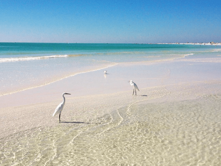 Siesta Beach, Pantai Terbaik di Amerika Serikat dengan Pasir Putih Menawan