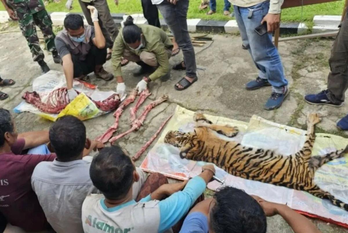 Polisi Ringkus 6 Pelaku Pembunuhan Harimau Sumatera di Riau