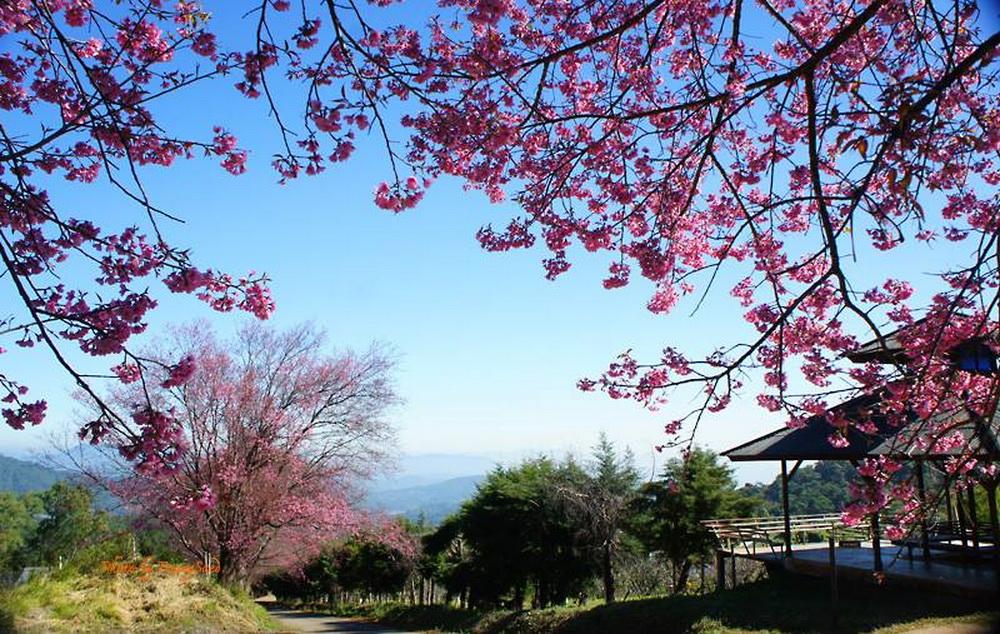 Menikmati Keindahan Bunga Sakura di Thailand
