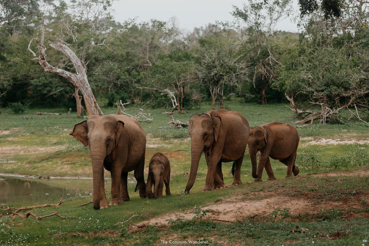 Menjelajahi 10 Taman Nasional Terbaik di Sri Lanka, Keindahan Alam yang Menakjubkan