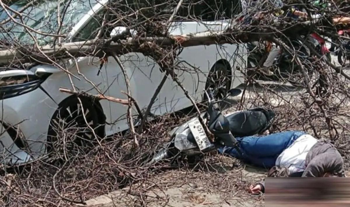 Pemotor Luka Parah Tertimpa Pohon Tumbang di Jalan di Meruya Jakbar