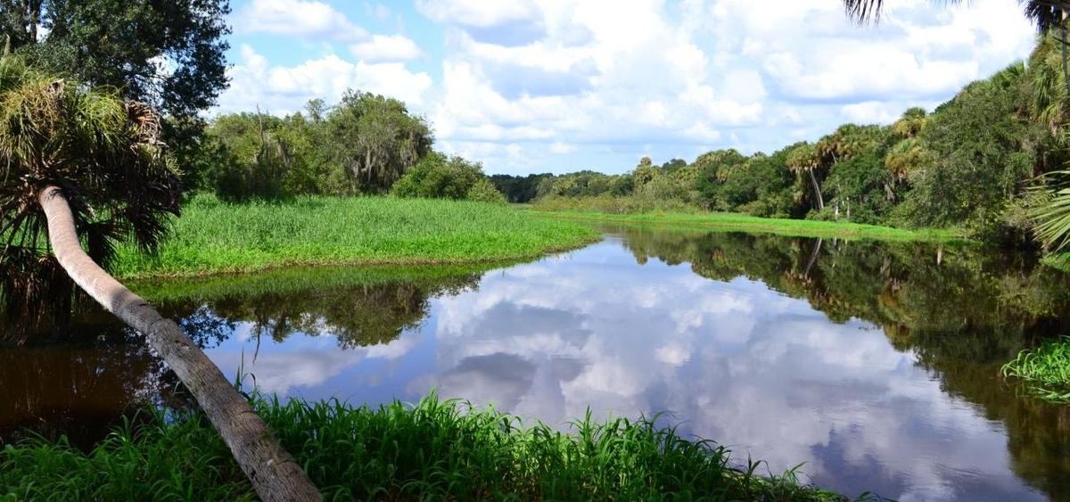Myakka River State Park, Keindahan Alam Liar di Dekat Pantai Sarasota